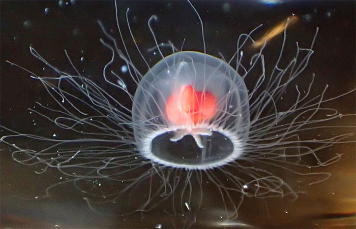 Các nhà khoa học giải mã bí mật sống thọ của loài sứa bất tử