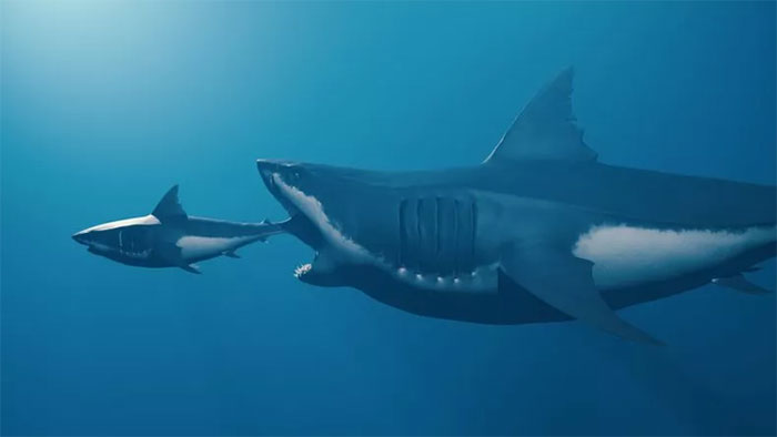 Các nhà khoa học hé lộ bí mật mới về siêu quái vật Megalodon