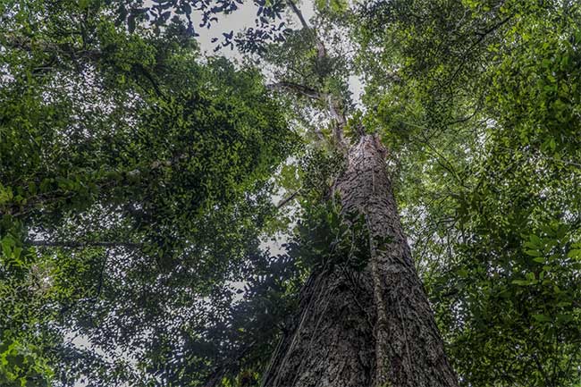 Các nhà khoa học lần đầu chạm vào cây cao nhất trong rừng Amazon