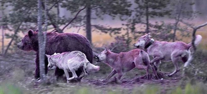 Các nhà khoa học lần đầu ghi nhận cảnh tượng chó sói dàn cảnh để bắt gấu nâu