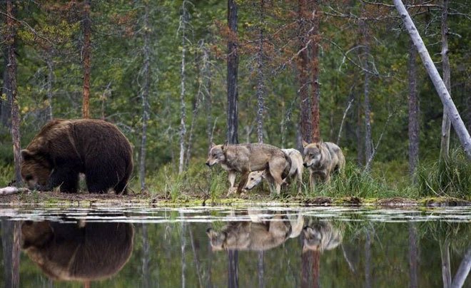 Các nhà khoa học lần đầu ghi nhận cảnh tượng chó sói dàn cảnh để bắt gấu nâu