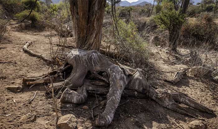 Các nhà khoa học Mexico cảnh báo nguy cơ đại tuyệt chủng cận kề
