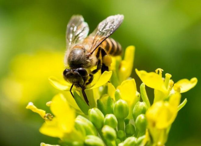 Các nhà khoa học muốn biến loài ong thành đội quân chuyên dò vật liệu nổ và phóng xạ