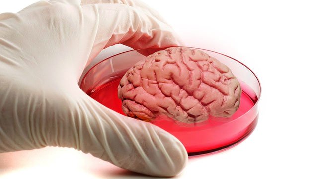 Các nhà khoa học Mỹ nuôi được bộ não mini sống tới 9 tháng trong ống nghiệm