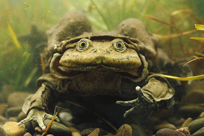 Các nhà khoa học nỗ lực cứu loài ếch lớn nhất sống dưới nước