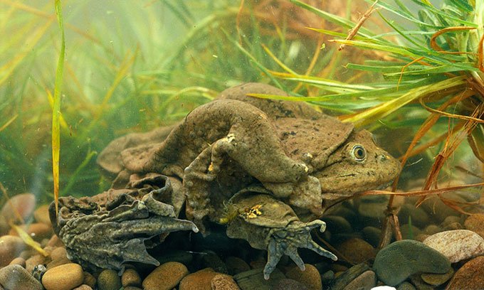 Các nhà khoa học nỗ lực cứu loài ếch lớn nhất sống dưới nước