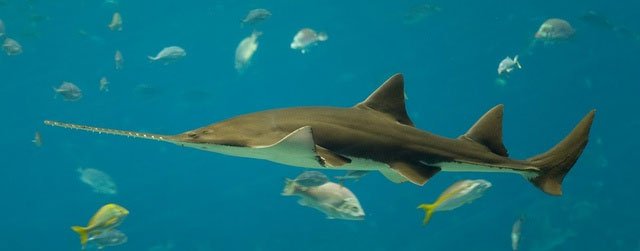 Các nhà khoa học phát hiện hai loài cá mập lưỡi cưa mới