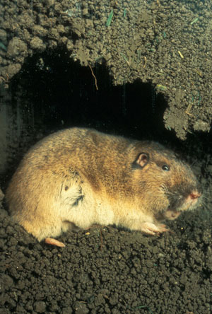 Các nhà khoa học phát hiện loài chuột đầu tiên biết trồng trọt
