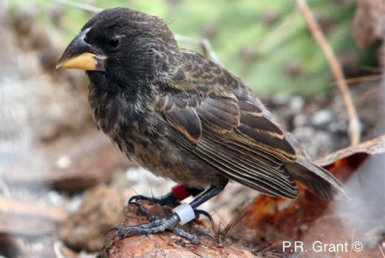 Các nhà khoa học phát hiện một loài chim mới tiến hóa trên đảo Galapagos