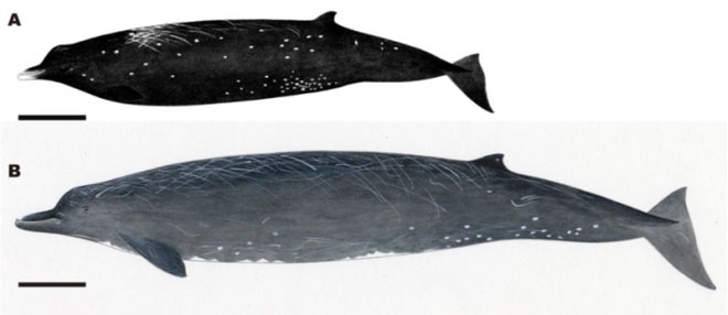 Các nhà khoa học phát hiện ra loài cá voi mới có mỏ như chim trên bờ biển Nhật Bản