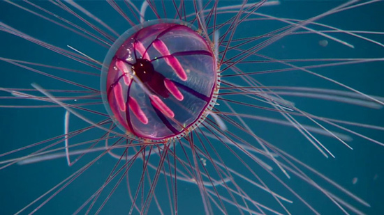 Các nhà khoa học phát hiện ra loài sứa pháo hoa đại dương, đặt tên theo ác quỷ tóc rắn Medusa