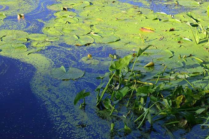 Các nhà khoa học phát hiện tảo nở hoa thải độc vào không khí