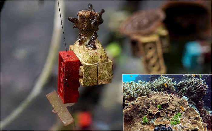 Các nhà khoa học Singapore dùng Lego để phục hồi rạn san hô