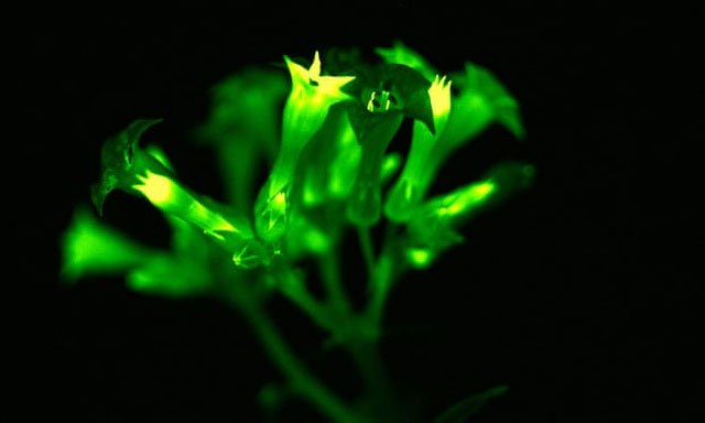 Các nhà khoa học tạo ra cây phát sáng nhờ gene của nấm