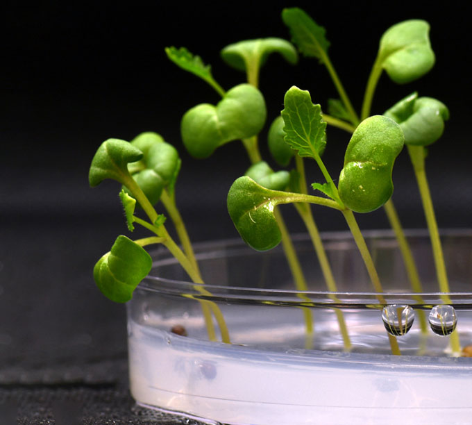 Các nhà khoa học thử nghiệm trồng thực phẩm hoàn toàn trong bóng tối