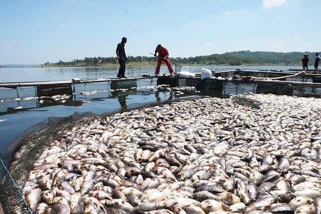 Các nhà khoa học tiêm gene cá sấu Trung Quốc vào cá nheo Mỹ để tạo ra siêu cá