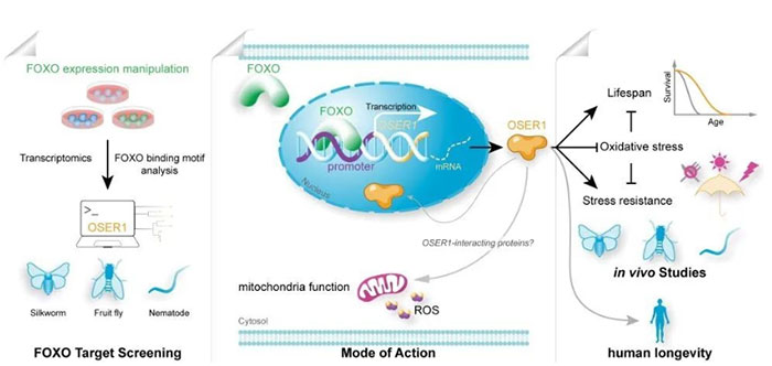 Các nhà khoa học Trung Quốc phát hiện gene mới điều chỉnh tuổi thọ