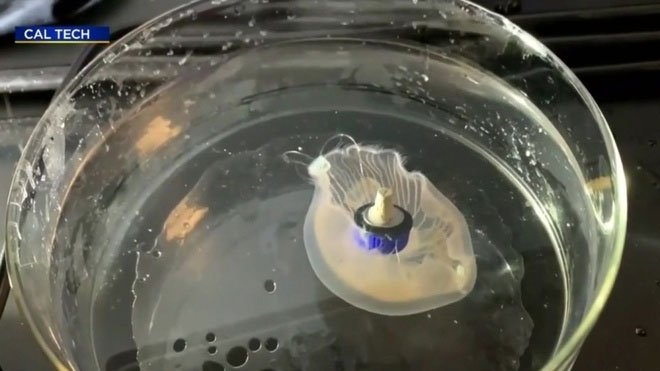 Các nhà khoa học vừa tạo ra loài sứa nửa robot