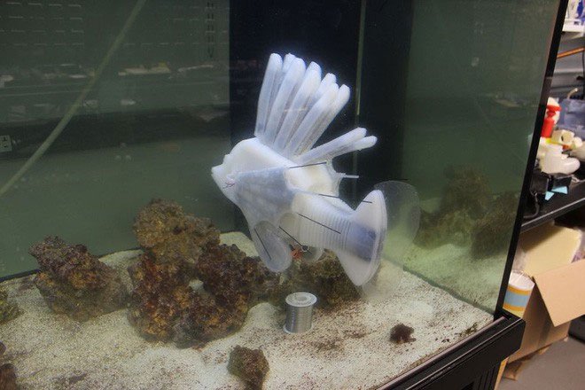 Các nhà khoa học vừa tạo ra robot cá chạy bằng máu