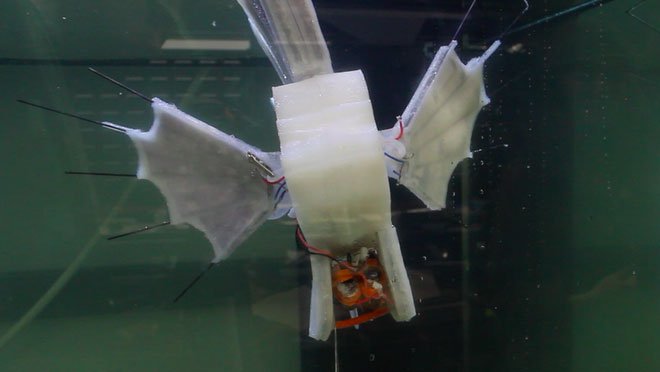 Các nhà khoa học vừa tạo ra robot cá chạy bằng máu
