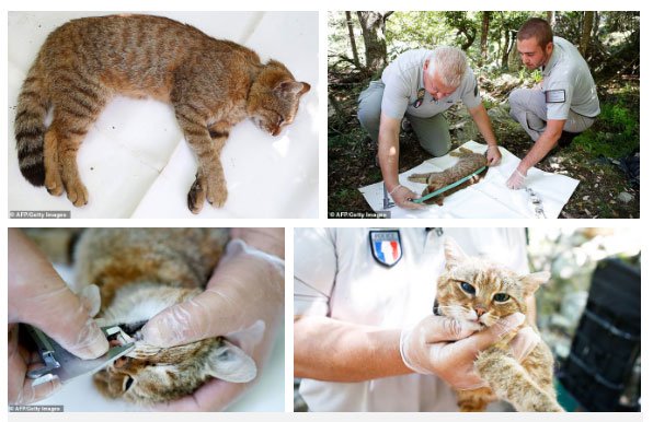 Các nhà khoa học vừa tìm ra loài mèo mới ở Địa Trung Hải với cái tên cực lạ