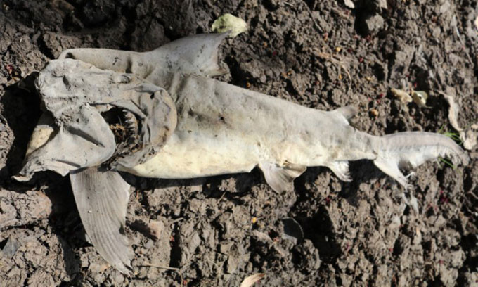Các nhà nghiên cứu bất ngờ khi tìm thấy cá mập chết khô cách bờ biển 50km