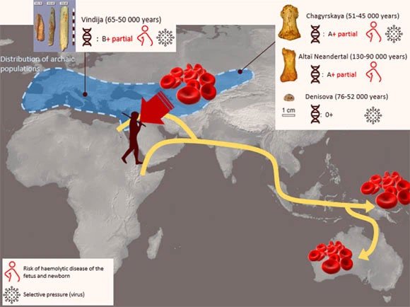 Các nhà nghiên cứu đã giải mã nhóm máu của người cổ Neanderthal và Denisovan