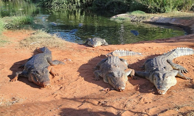 Các nhà nghiên cứu lên kế hoạch cứu cá sấu Australia khỏi cóc mía kịch độc