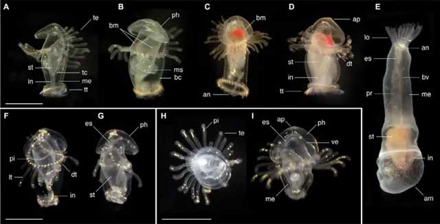Các nhà sinh vật học khám phá ra loài ấu trùng biển bí ẩn
