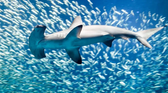 Cách giữ ấm độc đáo của cá mập đầu búa ở vùng nước lạnh