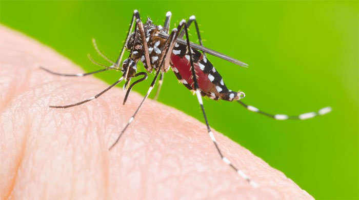 Cách phân biệt muỗi gây sốt xuất huyết với muỗi thường