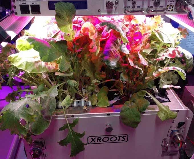 Cách phi hành gia trồng rau củ không dùng đất trên Trạm Vũ trụ Quốc tế