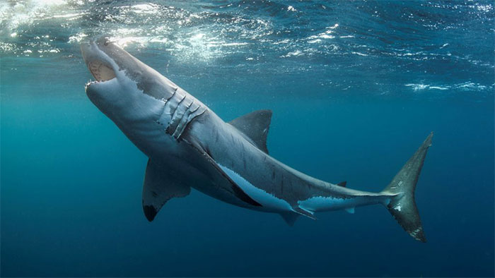 Cách phòng tránh cá mập tấn công khi tắm biển