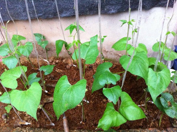 Cách trồng cây đậu đũa an toàn cho hộ gia đình