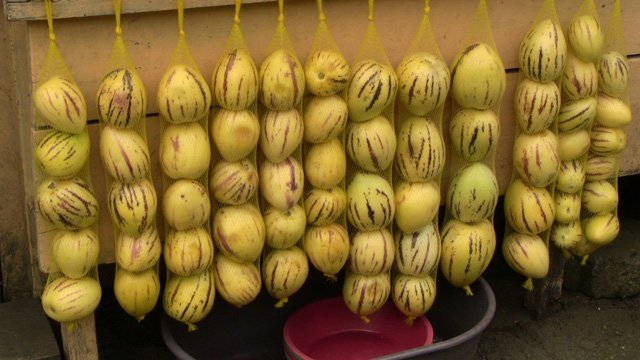 Cách trồng dưa pepino sai quả trong chậu cho mọi nhà