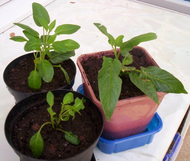 Cách trồng dưa pepino sai quả trong chậu cho mọi nhà