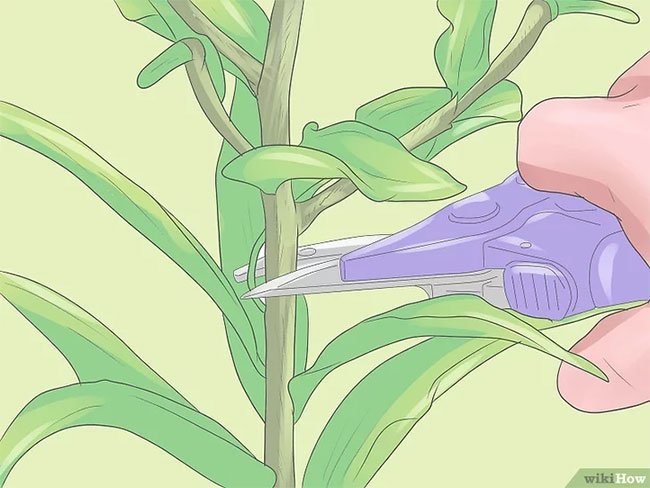 Cách trồng lại hoa ly sau Tết