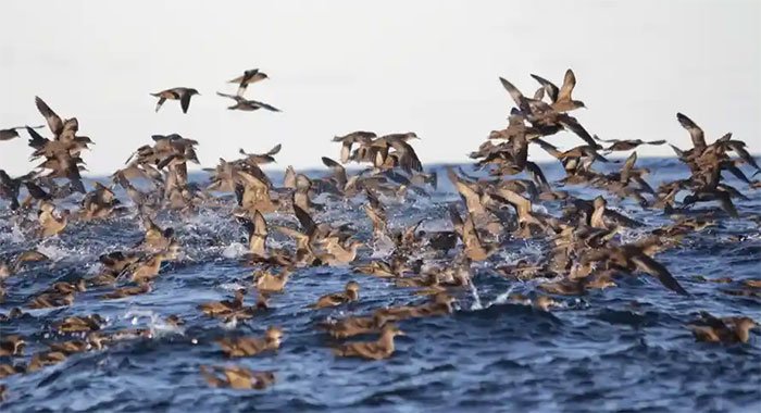 Cái chết bí ẩn của hàng triệu con chim biển được giải đáp