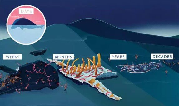 Cái chết của cá voi già mang đến vô vàn lợi ích cho đại dương và hệ sinh thái