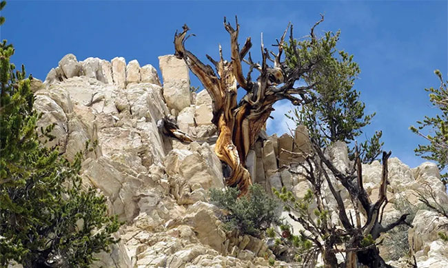 Cái chết của những cây cổ thụ nghìn năm