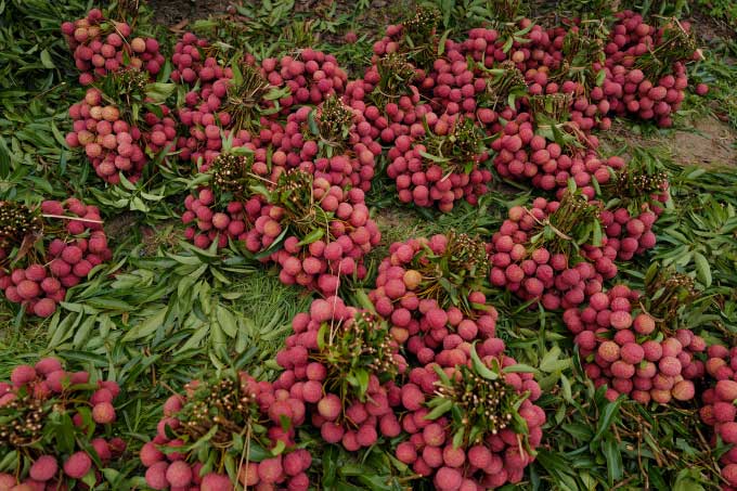Cảm biến quang phổ dự báo chính xác thời gian thu hoạch trái cây