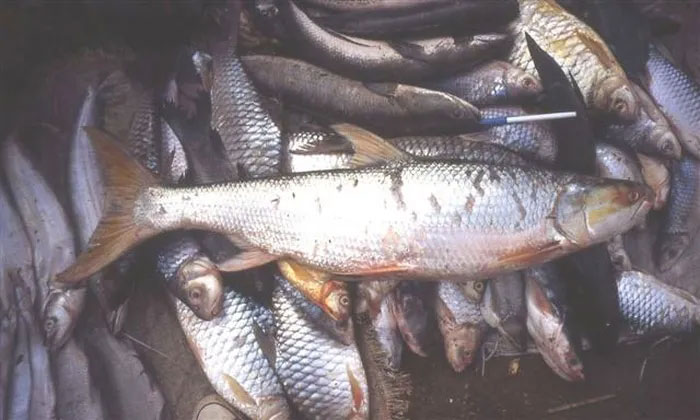 Campuchia bất ngờ phát hiện cá chép hồi khổng lồ trên sông Mekong sau 20 năm vắng bóng