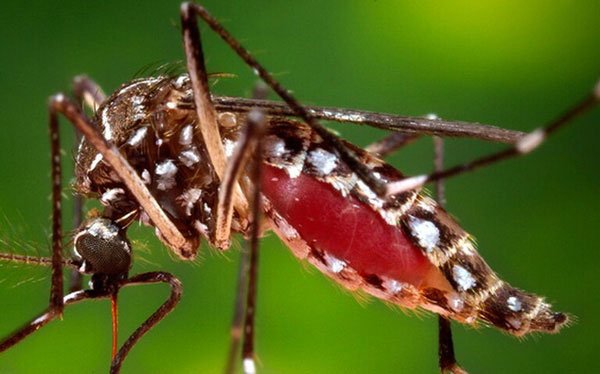 Campuchia : Hơn 1.000 người mắc dịch bệnh bí ẩn Chikungunya