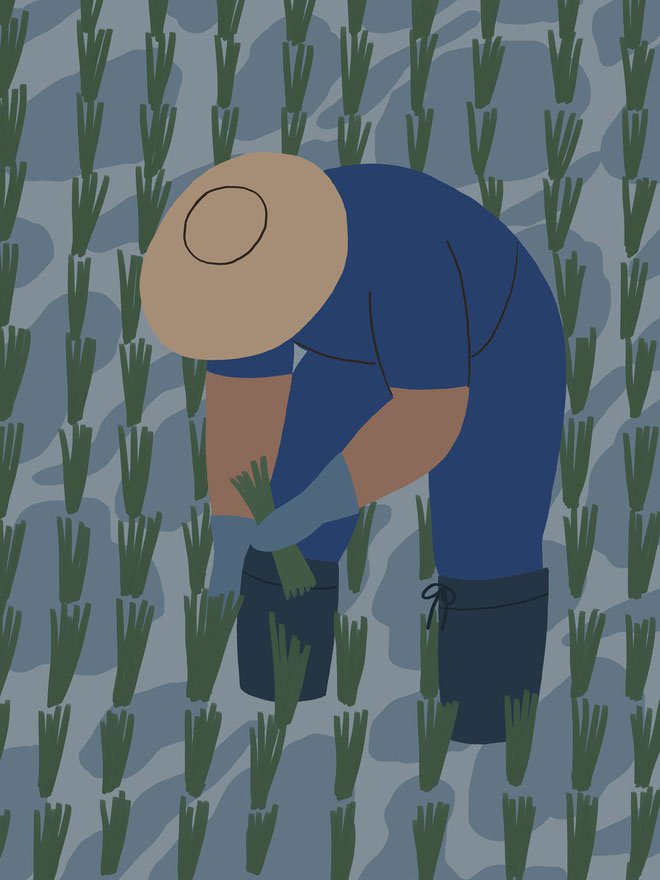 Căn bệnh giết người bị lãng quên: Đôi chân đất của người nông dân và siêu vi khuẩn dưới bùn ruộng