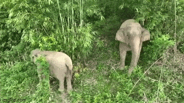 Cận cảnh 2 mẹ con voi vào rừng keo của người dân để kiếm ăn