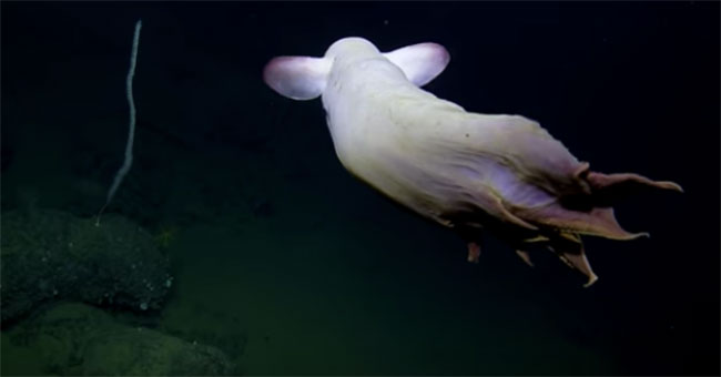Cận cảnh bạch tuộc ma siêu hiếm gặp dưới đáy biển sâu