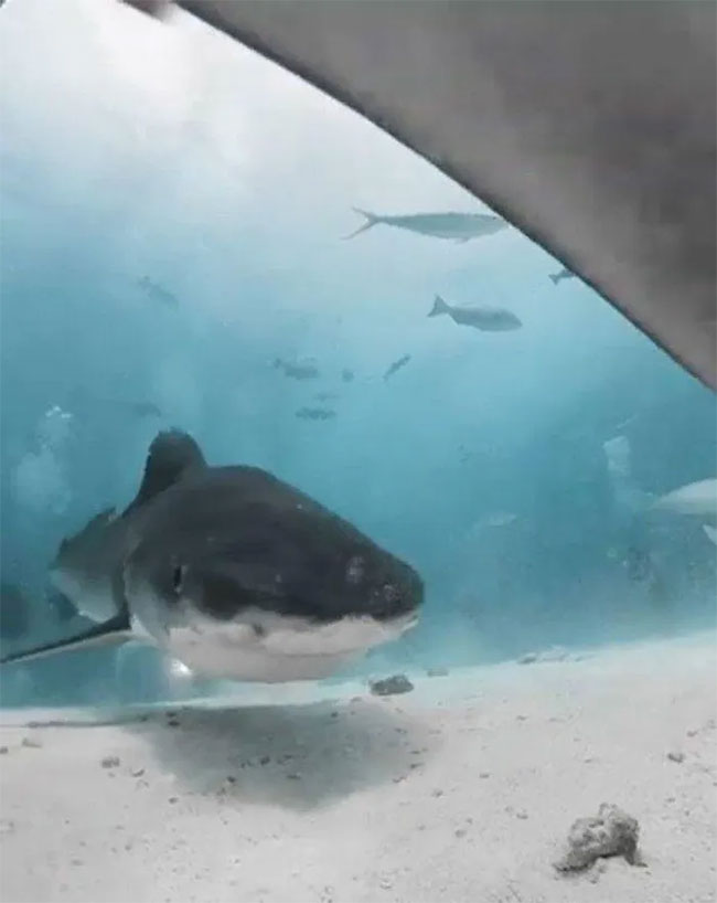 Cận cảnh bên trong miệng con cá mập sau khi cố nuốt chửng chiếc camera