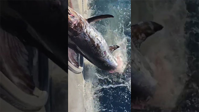 Cận cảnh cá mập hung hăng, cố tình cướp cá của ngư dân