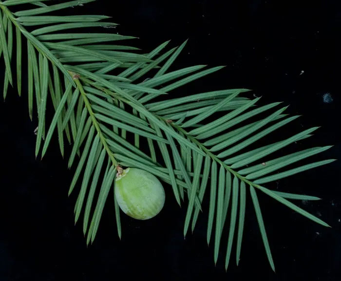 Cận cảnh các loài cây lá kim độc đáo nhất thế giới (Phần 2)