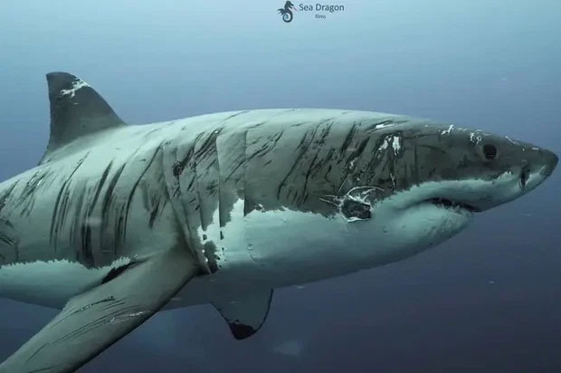 Cận cảnh chú cá mập trắng khổng lồ với hàng trăm vết sẹo yang hồ nhất đại dương